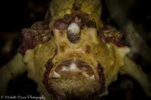 Warty Frogfish, Nikon D7000 by Michelle Davis 